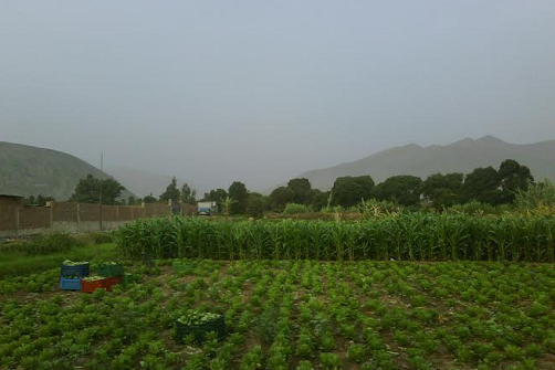 LOS CAMINOS DE JALISCO: HACIA LA RECONVERSIÓN DEL SECTOR AGROPECUARIO