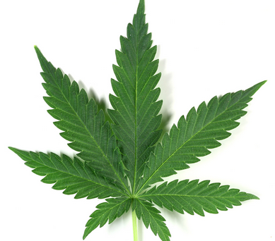 INICIÓ EL DEBATE Y DURARÁ DOS MESES: PIDEN LEGISLAR SOBRE AUTOCULTIVO DE MARIGUANA