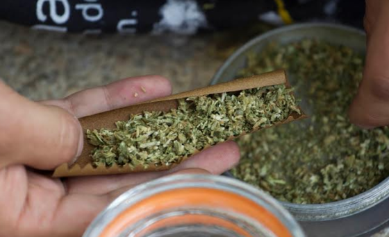 DESPENALIZAR USO DE MARIGUANA NO DA VOTOS, ES ASUNTO DE ESTADO