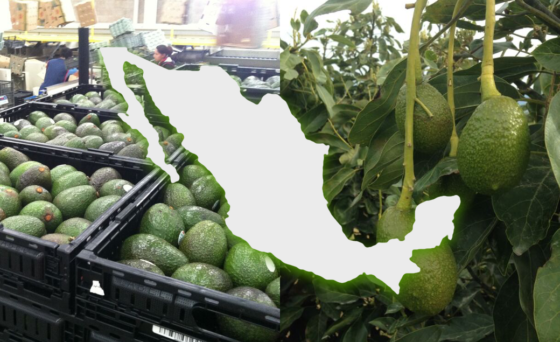 CRECIMIENTO EXPLOSIVO DE PRODUCCIÓN AGUACATERA