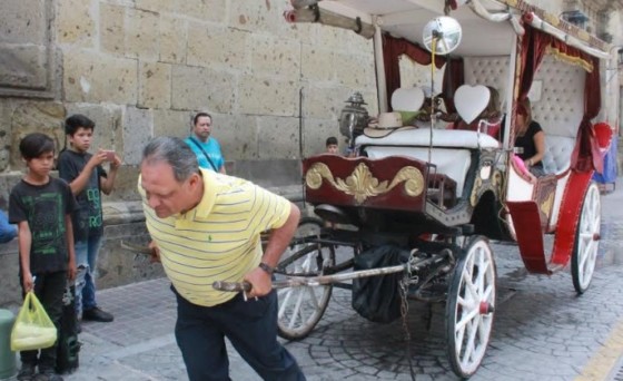 Revive lucha por la sobrevivencia de las calandrias con caballos: Sentencia alcalde tapatío que desaparecerán